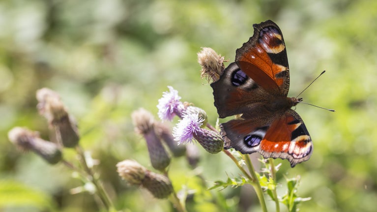 Close up of a butterfly on a wildflower on the Bath Skyline